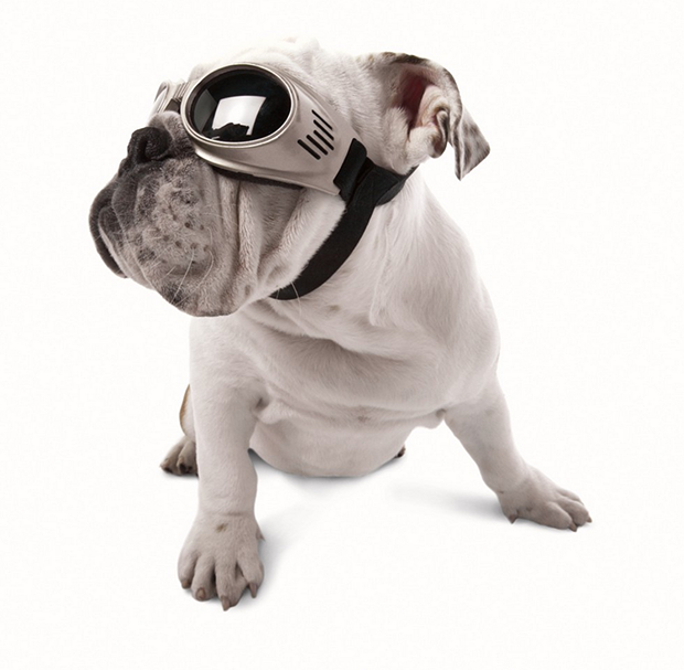 Doggles Doggy Goggles